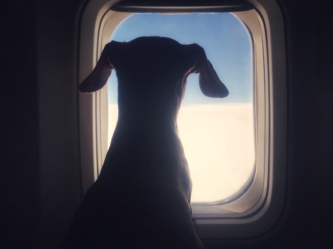 Cão em silhueta olhando o céu e nuvens pela janela do avião.